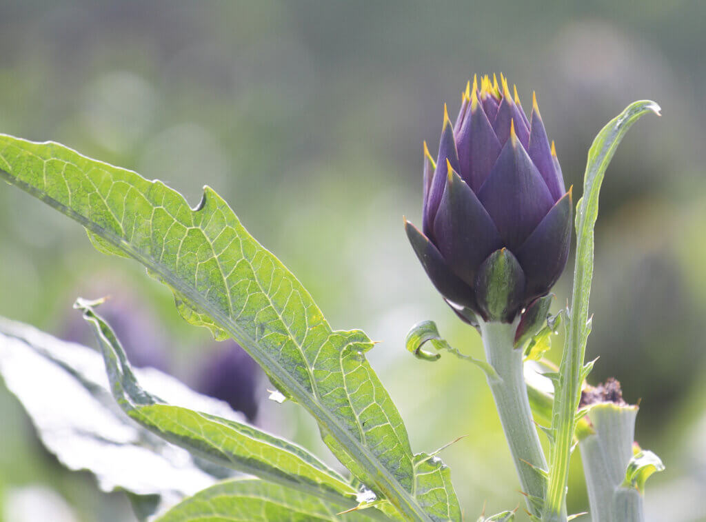 Med-Or Italian Foundation