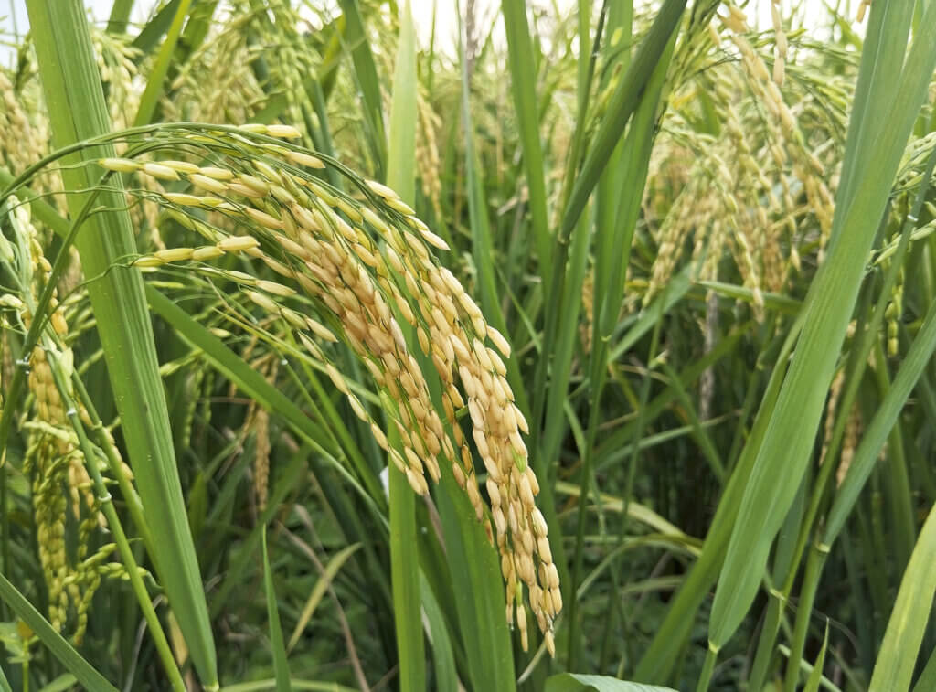 Med-Or Italian Foundation