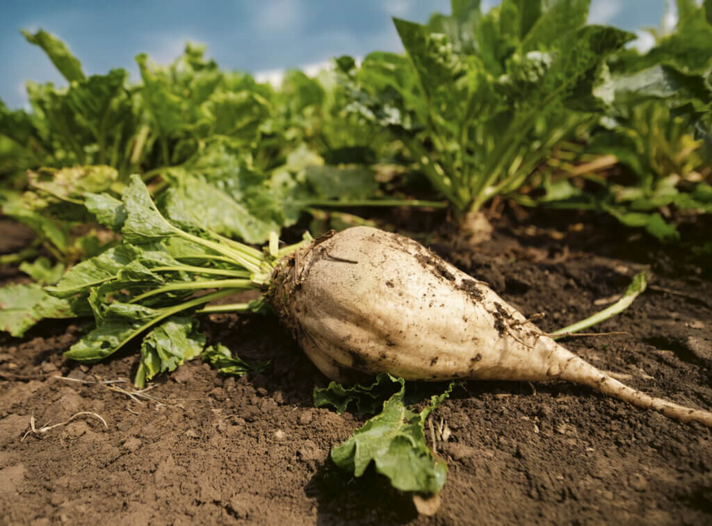 Med-Or Italian Foundation