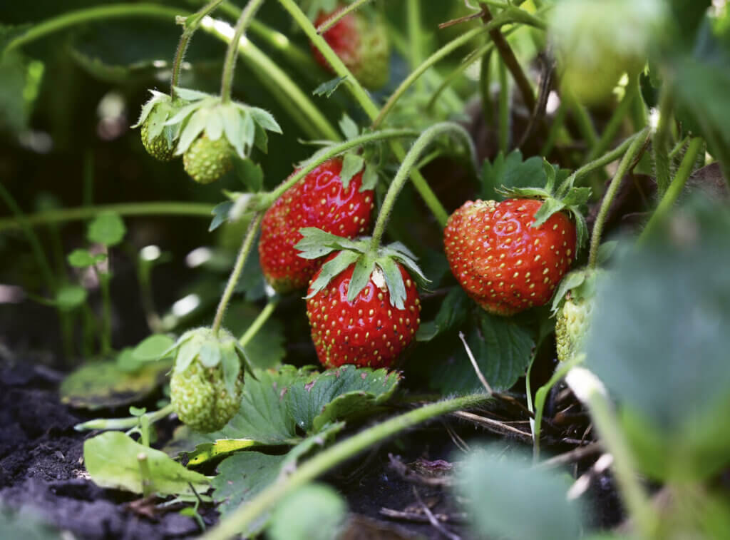 Med-Or Italian Foundation