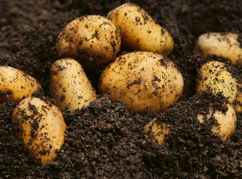 Med-Or Italian Foundation