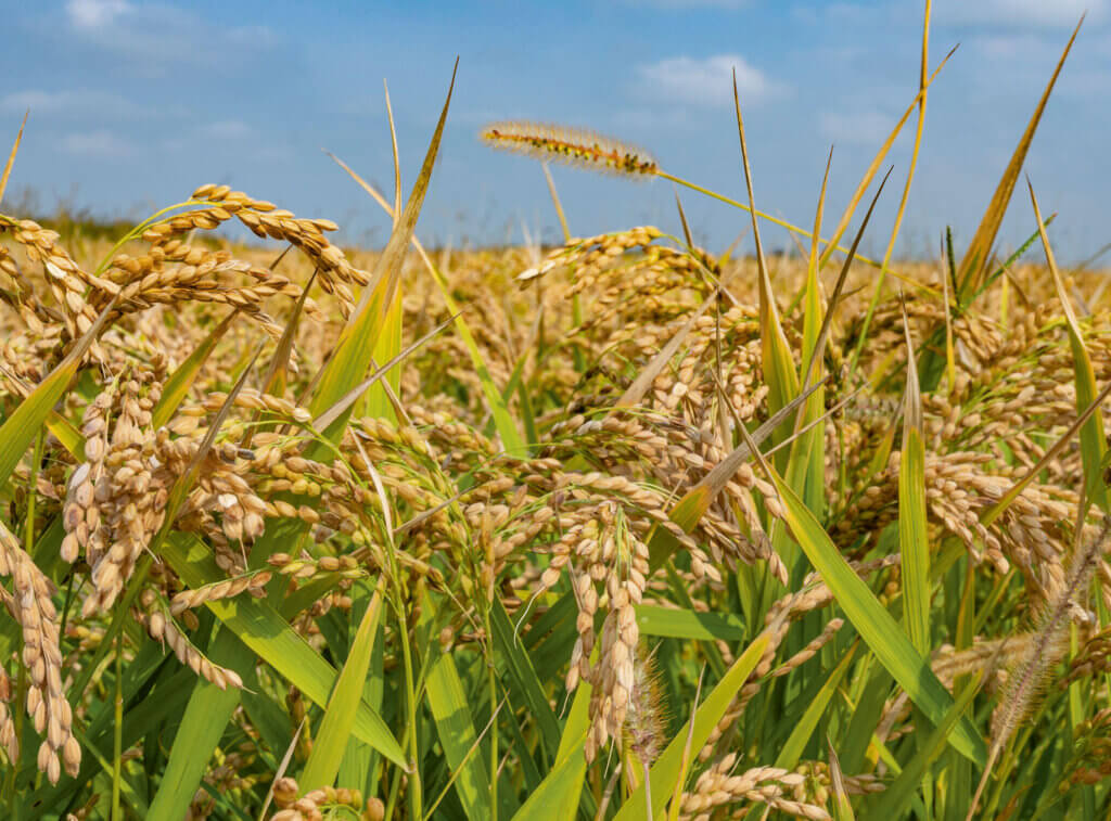 Med-Or Italian Foundation