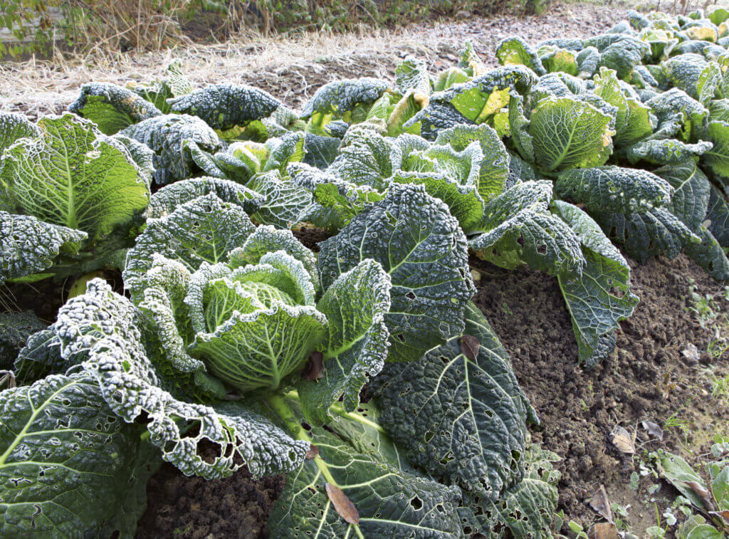 Med-Or Italian Foundation