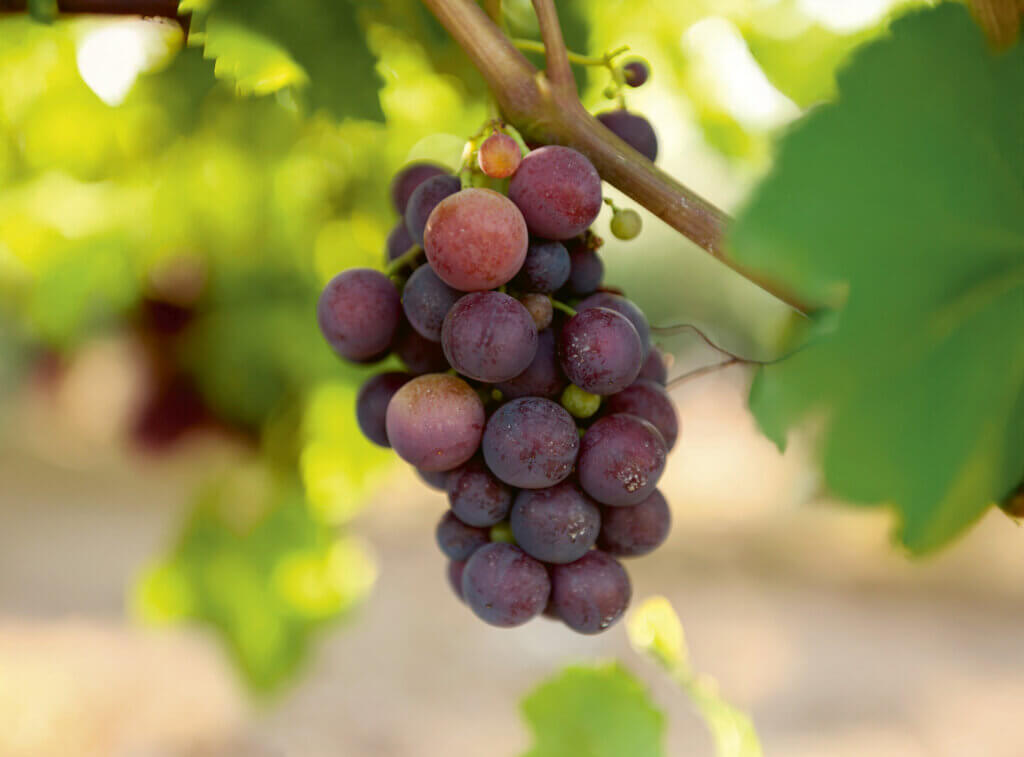 Med-Or Italian Foundation